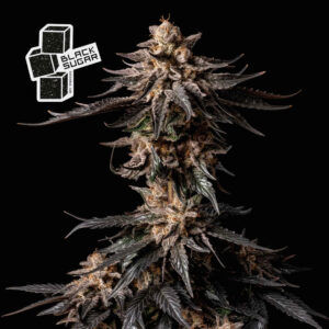 Black Sugar Feminised Seeds - 25