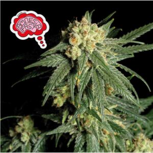Amnesia Fast Feminised Seeds - 5