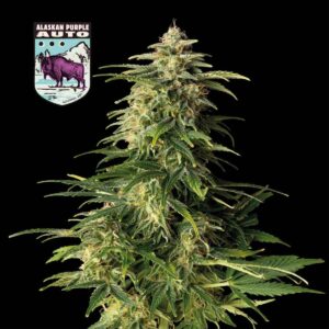 Alaskan Purple Auto Feminised Seeds - 10