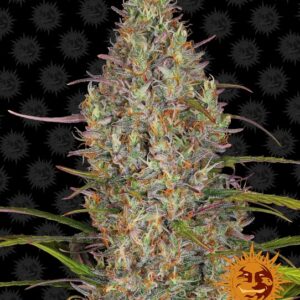 Glue Gelato Auto Feminised Seeds - 3