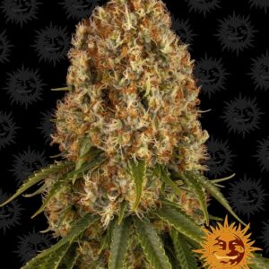 Orange Sherbert Feminised Seeds - 1