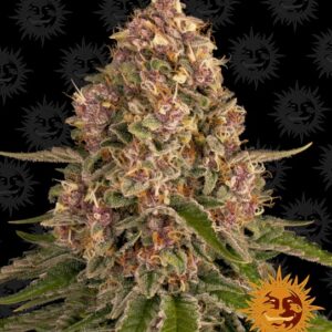 Pink Kush Feminised Seeds - 1
