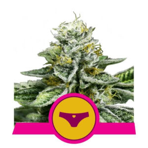 Sherbet Queen Feminised Seeds - 5
