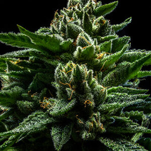 DO-G Feminised Seeds - 5