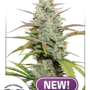 Mokum's Tulip Feminised Seeds - 3