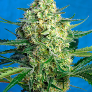 Jack 47 XL Auto Feminised Seeds - 3