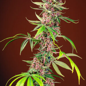 Red Mandarine F1 FAST Feminised Seeds - 5