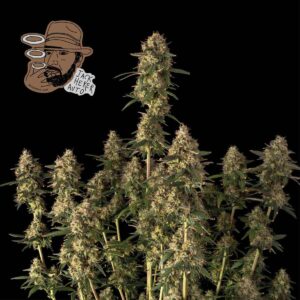 Jack Herer Auto Feminised Seeds - 5