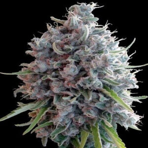 Killer A5 Haze Feminised Seeds - 5