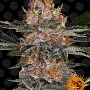 Purple Punch Auto Feminised Seeds - 3