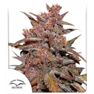 Blackberry Kush CBD Auto Feminised Seeds - 7
