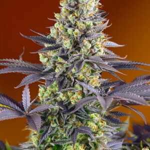 Sweet Zenzation (formerly Sweet Zkittlez) Feminised Seeds - 3