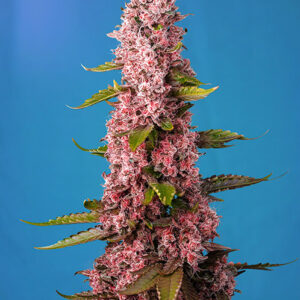 Red Hot Cookies Feminised Seeds - 5