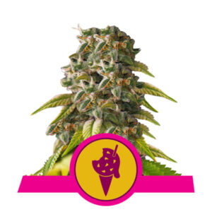 Cookies Gelato Feminised Seeds - 5