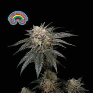 Peyote Zkittlez Feminised Seeds - 3