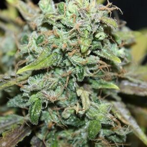 Amnesia Auto Feminised Seeds - Bulk x 100