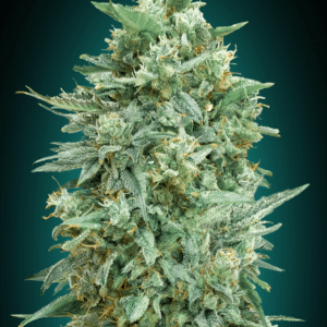 Northern Lights XXL Auto Feminised Seeds - 5