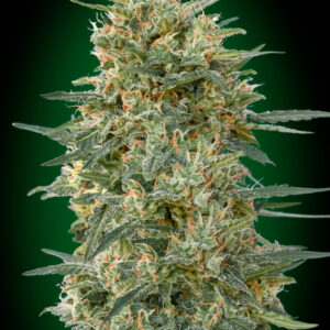 Gorilla FAST Feminised Seeds - 5