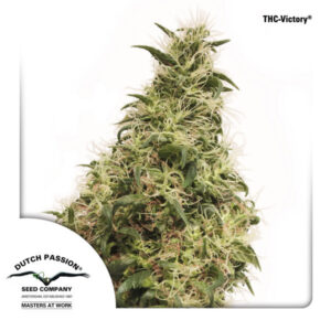 THC-Victory Feminised Seeds - 3