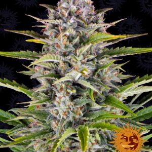 Gorilla Zkittlez Auto Feminised Seeds - 3
