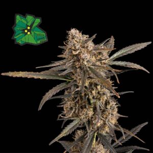 Green Crack Auto Feminised Seeds - 100