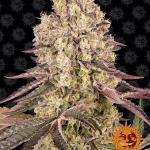 Runtz Muffin Feminised Seeds - 1