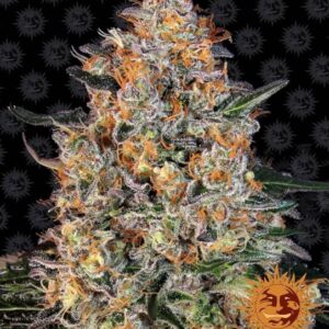Bubba Kush Feminised Seeds - 3