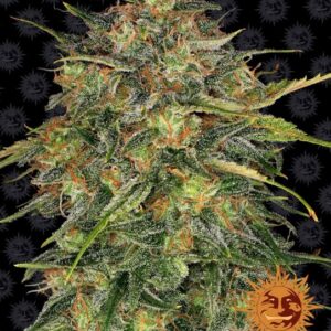 Cheese Feminised Seeds - 5