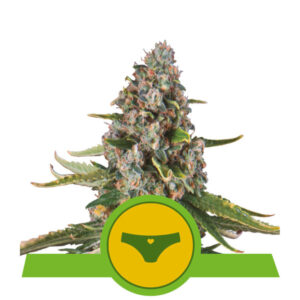 Sherbet Queen Auto Feminised Seeds - 5