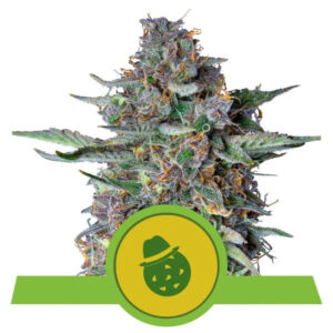 Do-Si-Dos Auto Feminised Seeds - 10