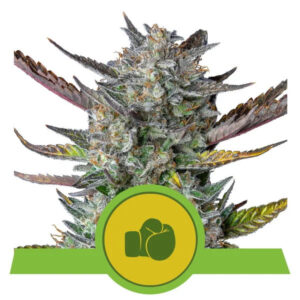 Purple Punch Auto Feminised Seeds - 3