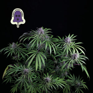 Purple Ghost Candy Feminised Seeds - 10
