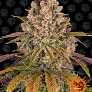 Lemon Tree Feminised Seeds - 3