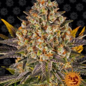 Banana Punch Feminised Seeds - 3