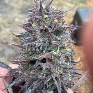 Cotton GMO Auto Feminized Seeds - 5