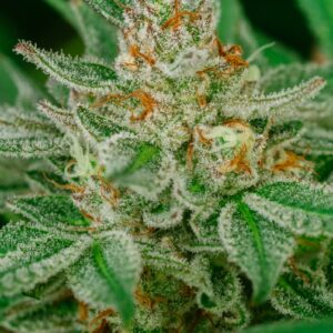 Banana Breath Feminized Seeds - 5