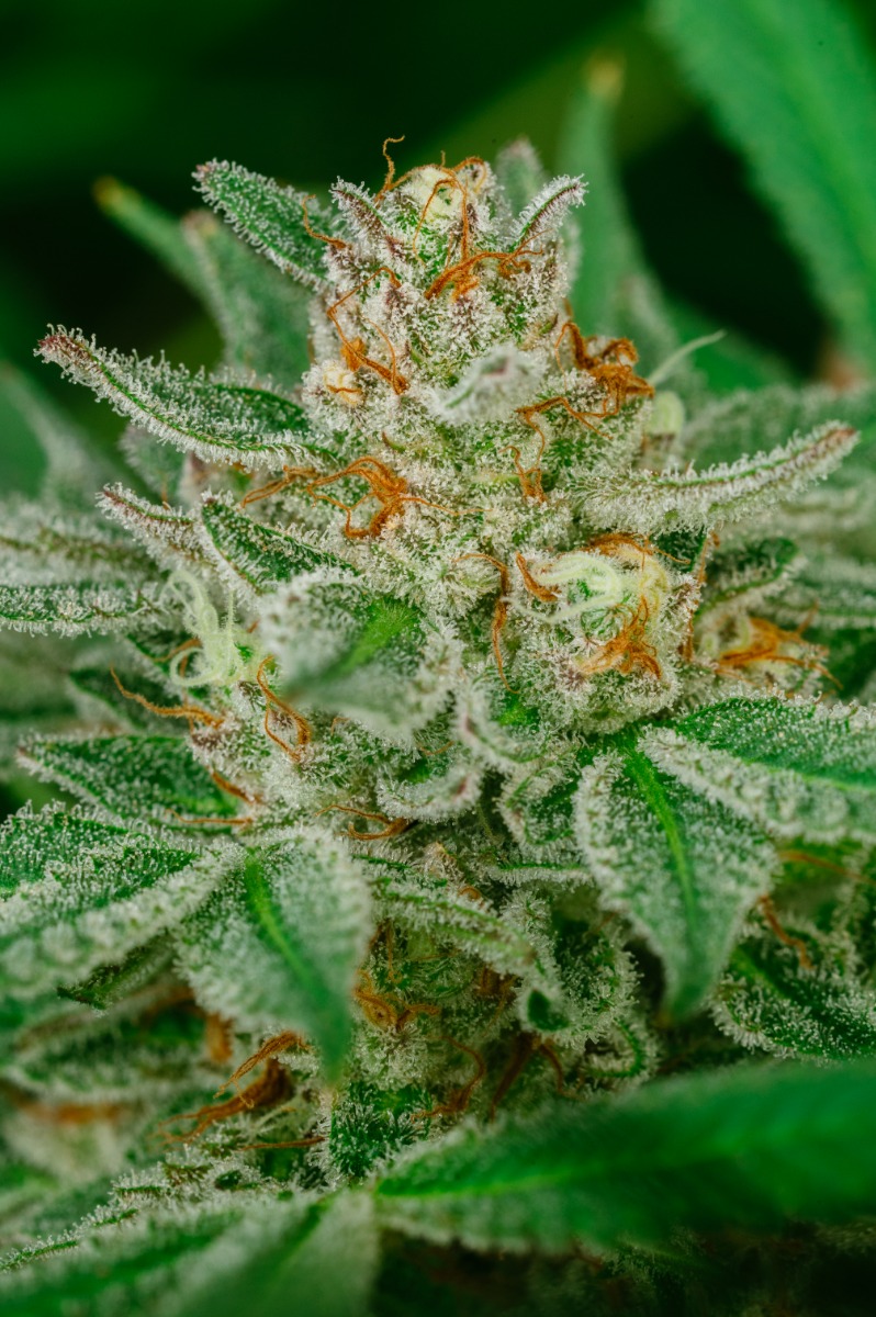 150401_2193367_pimcore_1_3