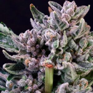 Gelato 41 Feminized Seeds - 5