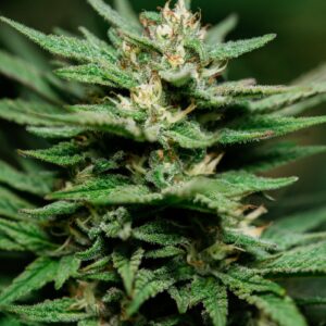Banana Kush Feminized Seeds - 5
