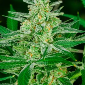 Blue Dream Feminized Seeds - 5