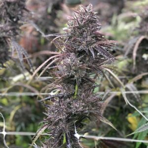 Pai-Gow FAST Feminized Seeds - 5