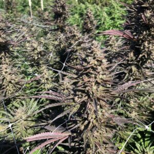 Mendo Candy FAST Feminized Seeds - 5