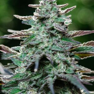 King Kong FAST Feminized Seeds - 5