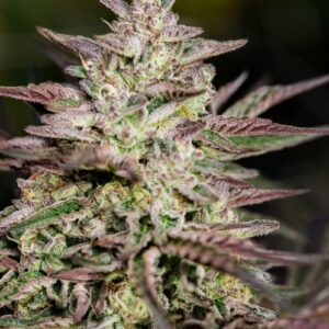 Ice Cream Cake FAST Feminized Seeds - 5