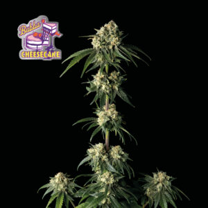 Bubba Cheesecake Feminised Seeds - 10