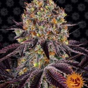 Runtz x Layer Cake Feminised Seeds - 3