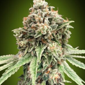 Sweet Critical FAST Feminised Seeds - 5
