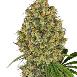AK-420 Feminised Seeds - 5