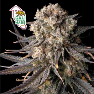 Cali Critical Mass Feminised Seeds - 50