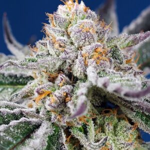 Orange Apricot Glue XL Auto Feminised Seeds - 3